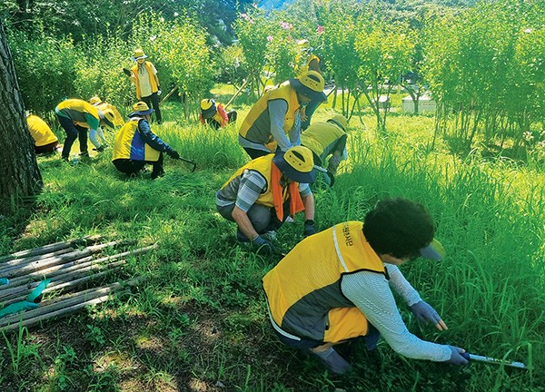 무궁화(愛)봉사단원들이 무궁화동산의 풀을 뽑고 있다.