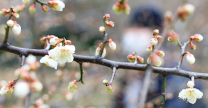 [포토뉴스] 제주선 벌써 매화가 ‘활짝’ 