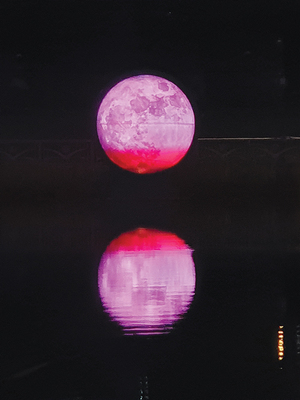 [디카시 산책] 도플갱어