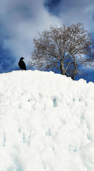 [디카시 산책] 킬리만자로의 새