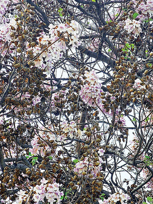 [디카시 산책] 환장할 봄 2