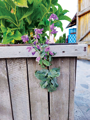 [디카시 산책] 틈새