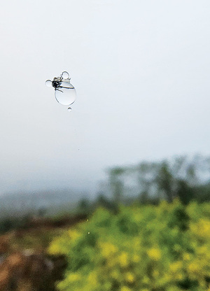 [디카시 산책] 눈물, 물의 언어