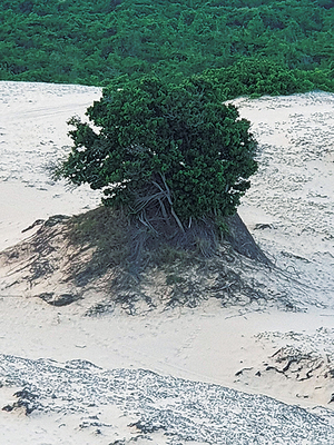 [디카시 산책] ING