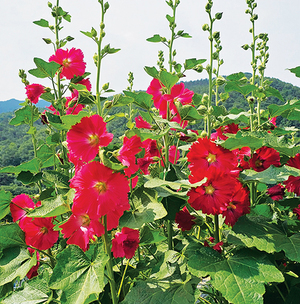 [디카시 산책] 뉴스 경쟁