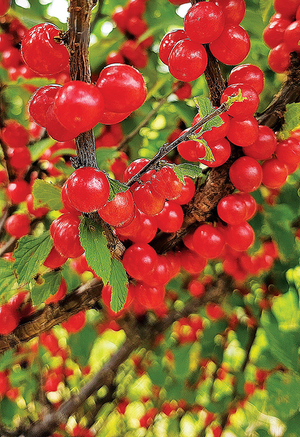 [디카시 산책] 루비똥