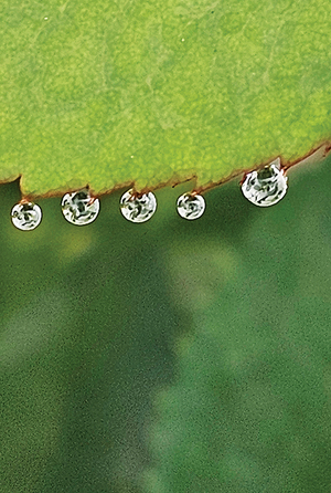 [디카시 산책] 가시가 제 눈물을 찌를 때
