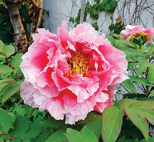 [디카시 산책] 탄생의 비밀