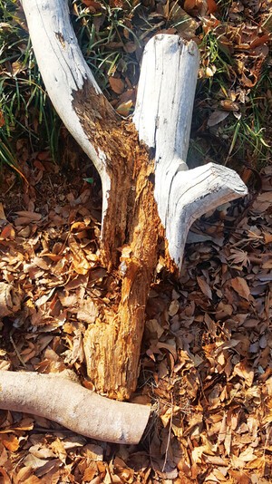 [디카시 산책] 반감기