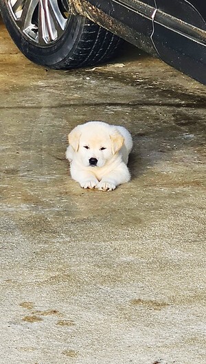 [디카시 산책] 복날